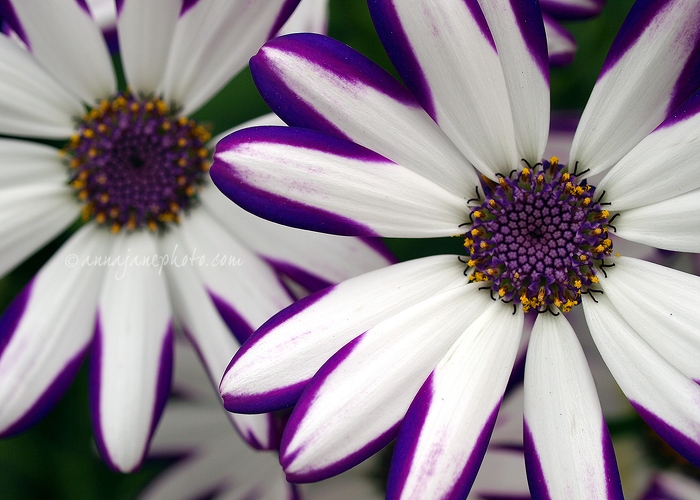 20110424-cineraria.jpg