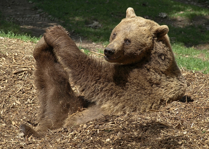 20110614-european-brown-bear.jpg