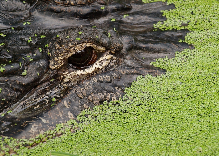 20110614-alligator.jpg
