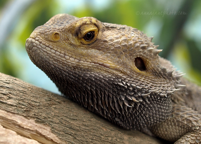 20110807-bearded-dragon.jpg