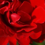 20110730-red-rose.jpg