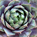 20111018-cactus.jpg