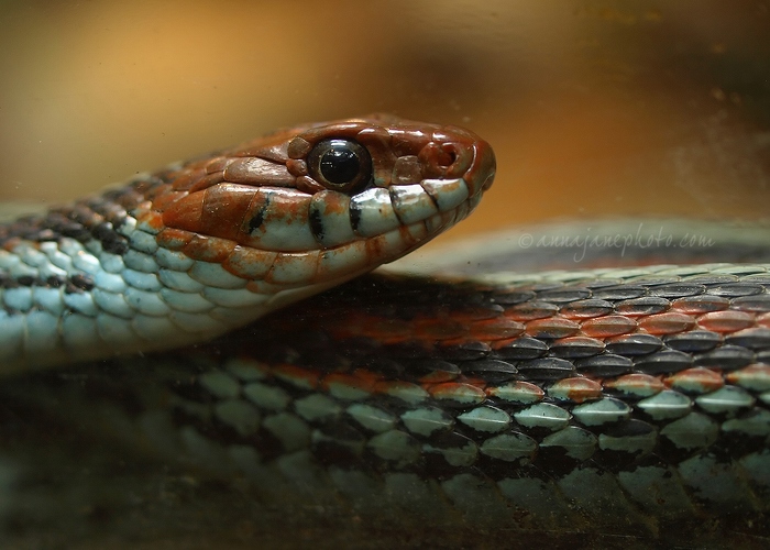 20120229-san-francisco-garter-snake.jpg