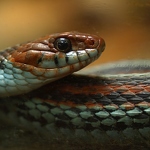20120229-san-francisco-garter-snake.jpg