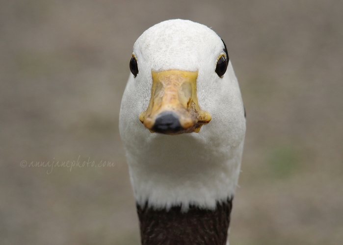 20120404-bar-headed-goose.jpg