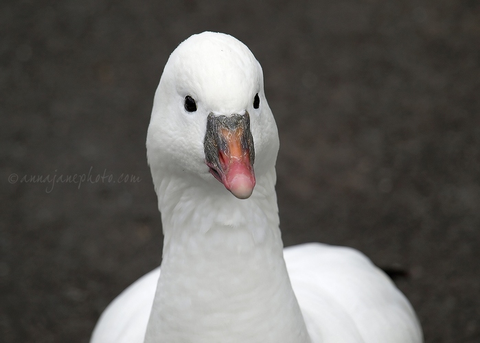 20120404-ross's-goose.jpg