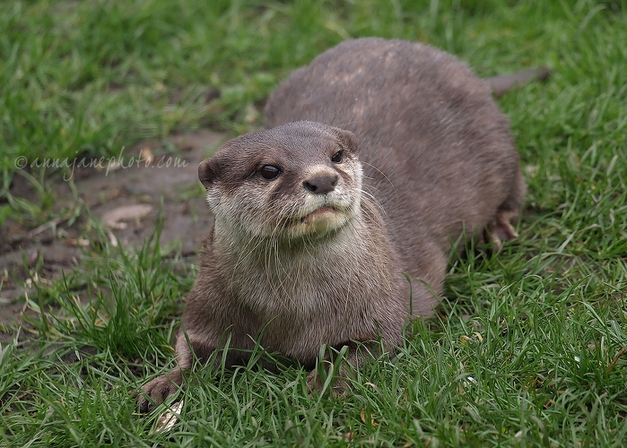 20120404-asian-short-clawed-otter.jpg