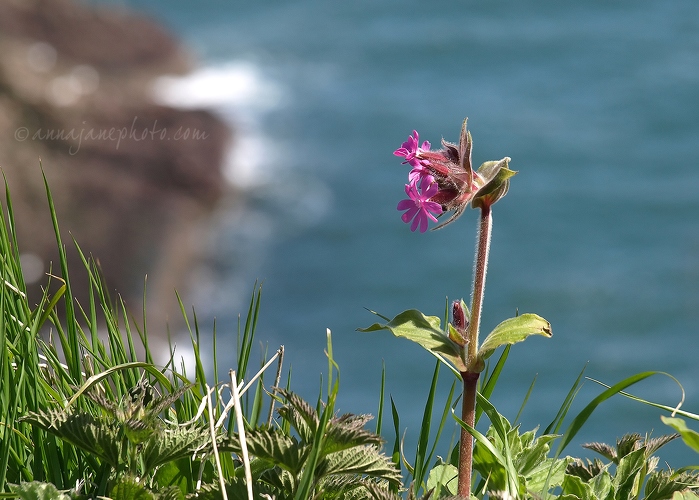 20120520-pink-flower-sea.jpg