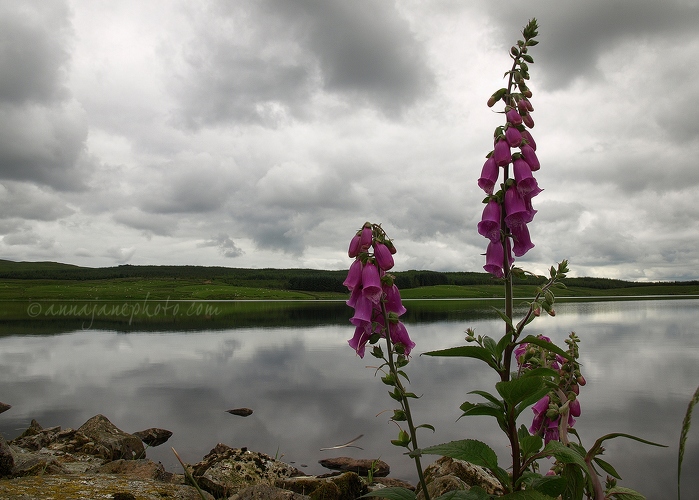 20120708-loch-urr-foxgloves.jpg