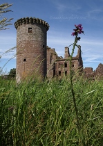 Caerlaverock Castle & Thistles