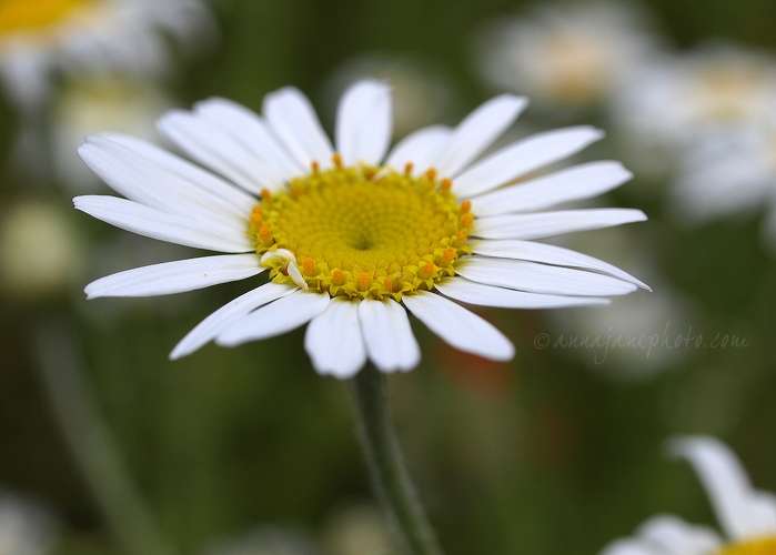 20120630-daisy.jpg