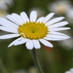 20120630-daisy.jpg