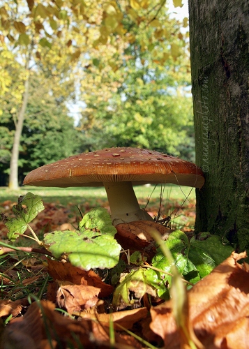 20121014-toadstool.jpg