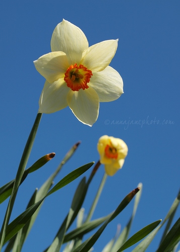 20130426-daffodils-and-blue-sky.jpg
