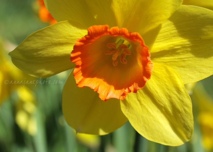 20130426-daffodil.jpg