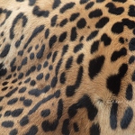 20130810-jaguar-fur.jpg
