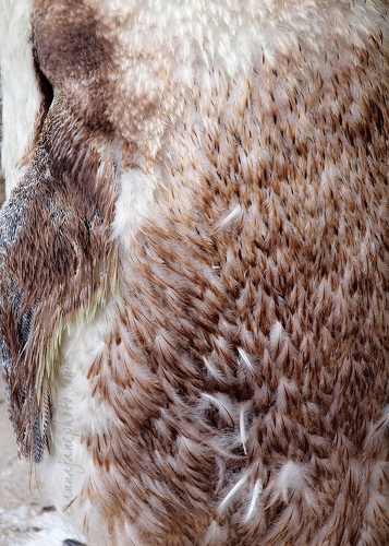 20130810-young-gentoo-penguin-feathers.jpg