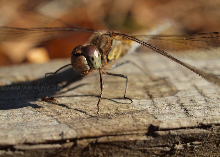 20130922-common-darter-dragonfly.jpg