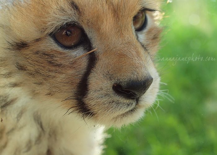 20131107-cheetah-cub-portrait.jpg