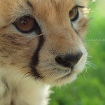 20131107-cheetah-cub-portrait.jpg
