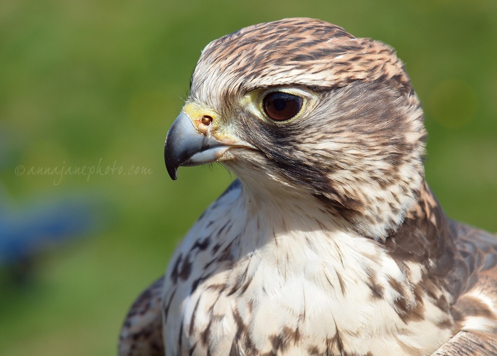 20140412-saker-falcon-2.jpg