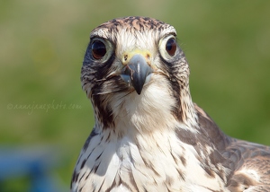 Saker Falcon