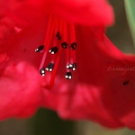 20140420-red-rhododendron.jpg