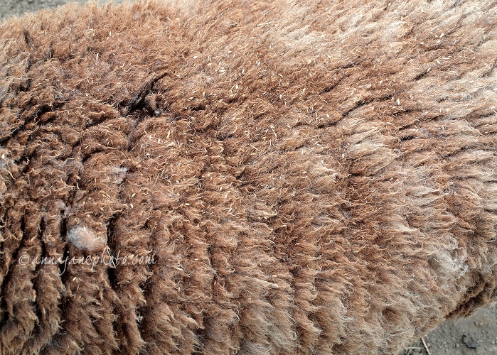 20140419-ryeland-sheep-wool.jpg