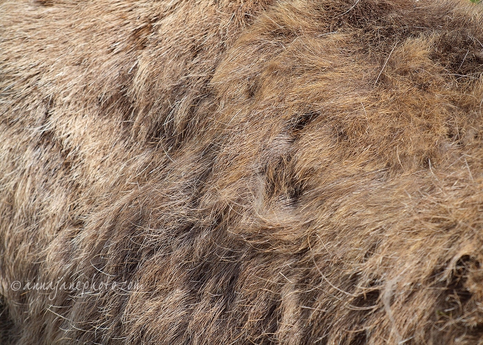 20140412-pere-davids-deer-hair.jpg