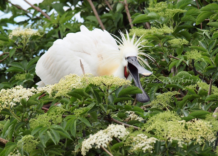 20140521-spoonbill.jpg