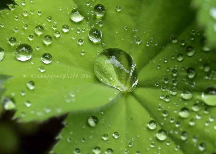 20140629-leaf-droplets-2.jpg