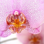 20140719-orchid.jpg