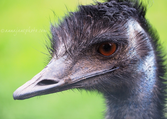 20140825-emu.jpg