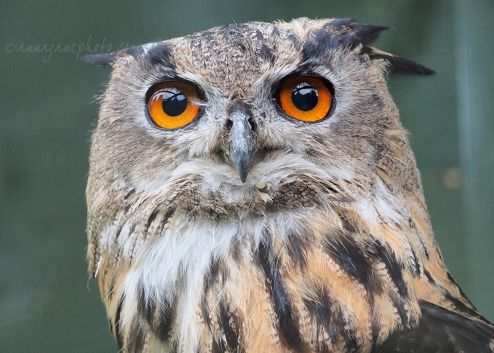 20140825-eurasian-eagle-owl-1.jpg