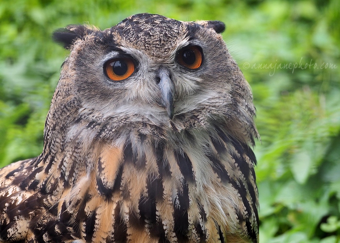 20140825-eurasian-eagle-owl-2.jpg