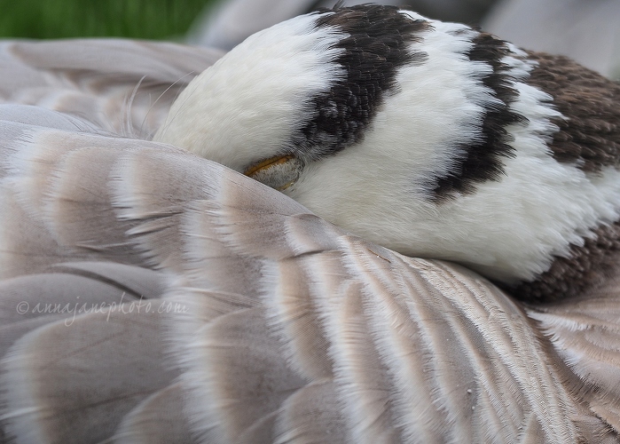 20140825-bar-headed-goose.jpg