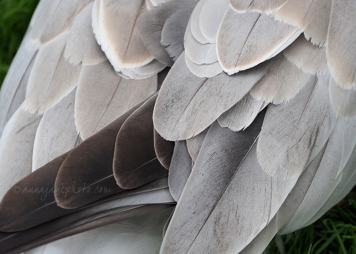 20140825-bar-headed-goose-feathers.jpg