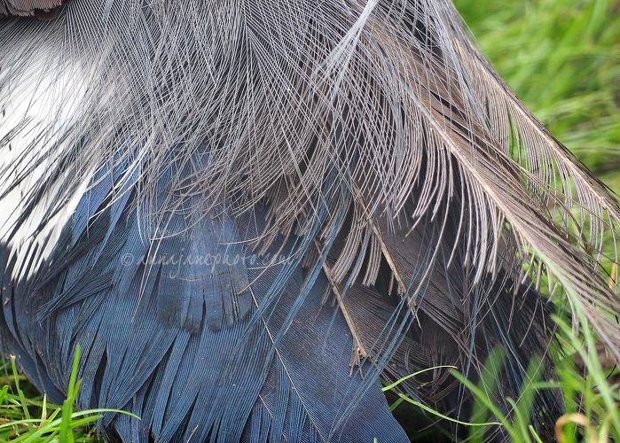 20140825-blue-eared-pheasant-feathers.jpg