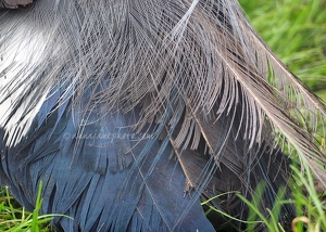 Blue-Eared Pheasant
