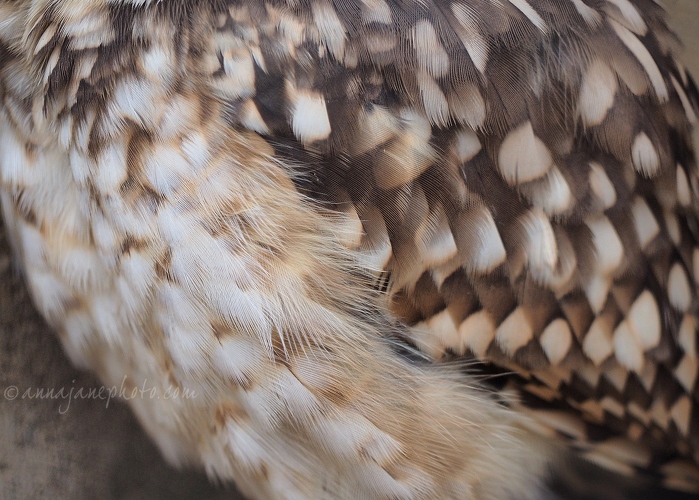 20140825-burrowing-owl-feathers.jpg