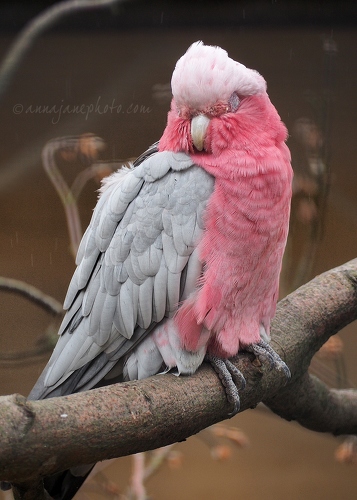 20140825-rose-breasted-cockatoo.jpg