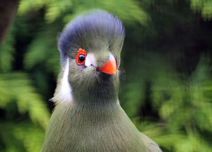 20140825-white-cheeked-turaco.jpg