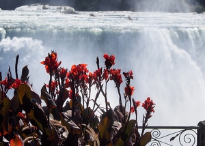 American Falls & Flowers