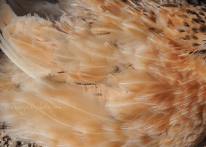 Quail Feathers