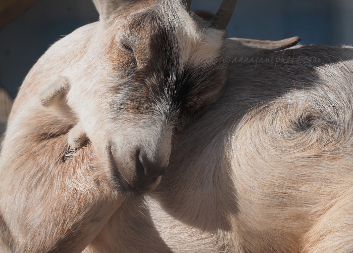 20140924-sleepy-goat.jpg