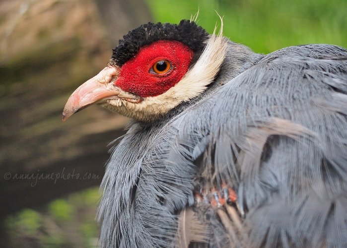 20140825-blue-eared-pheasant.jpg