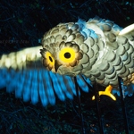 20141101-owl-lantern.jpg