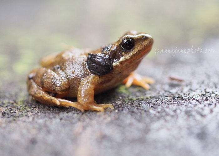 20141123-froglet.jpg