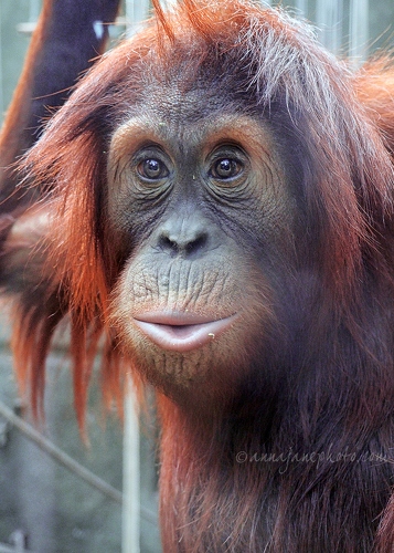 20150302-orangutan.jpg