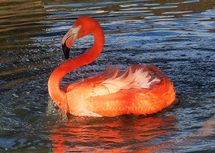 20150302-flamingo.jpg